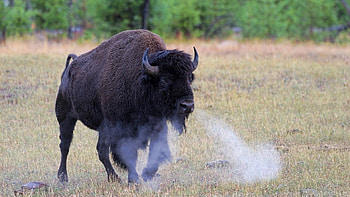 Buffalo art, Artistic buffalo , Buffalo-themed backgrounds, Creative buffalo HD wallpaper