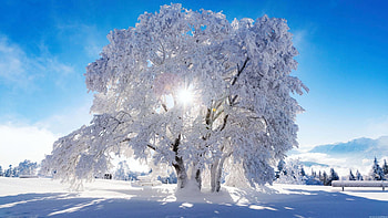 Winter, trees, sky, ice, snow, sunshine HD wallpaper