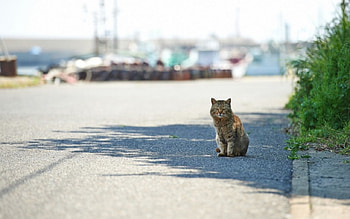 Cat, animal, pussy, kitty, purr HD wallpaper