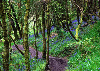 bluebell forest, blue, path, nature, flowers, bluebells, spring, forest HD wallpaper