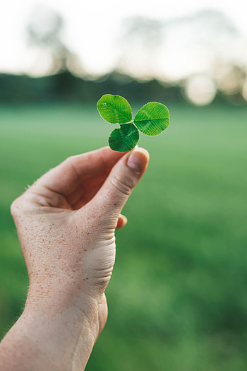 Macro, Hand, Miscellanea, Miscellaneous, Blur, Clover HD phone wallpaper
