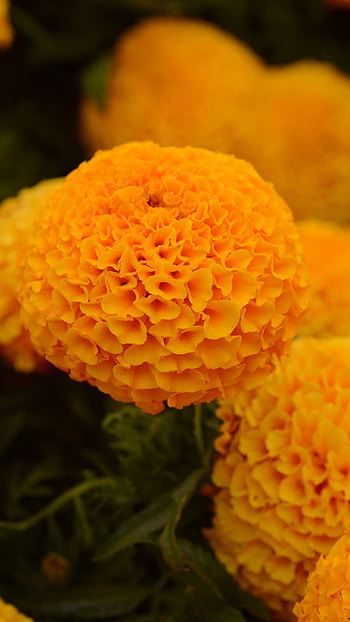 Marigold, Flower, Marigold Orange Flower HD phone wallpaper