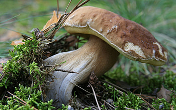 Mushroom, beautiful, nature, amazing HD wallpaper