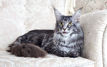 Animals, Cat, Fluffy, To Lie Down, Lie, Armchair, Maine Coon, Maine HD wallpaper