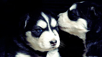 Animals, Dogs HD wallpaper