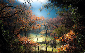 Nature, Trees, Forest, Fog, Rise, Sunrise, Hill, Lawn HD wallpaper