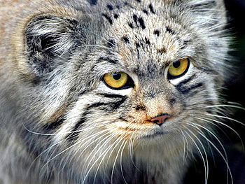 Exotic Wild Cat, wild cat, gorgeous, sorcerer, gratitude HD wallpaper