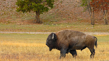 Buffalo, Animal, American Bison HD wallpaper