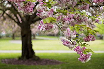 Sakura, cherry, flower, green, spring, blossom, tree HD wallpaper