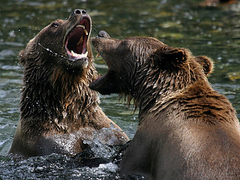 water boxing, brown bear HD wallpaper