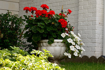 Red Rose Pot, macro rose, roses, red rose, flower pot HD wallpaper