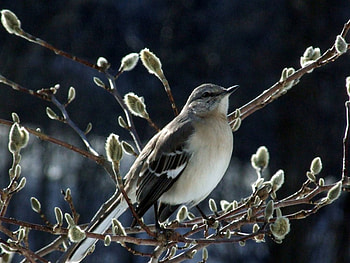 Spring, animal, branch, white, black, bird, nature, tree HD wallpaper