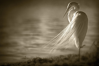 Animals, Feather, Heron, Shore, Bank, Bird, Sit, Wind HD wallpaper