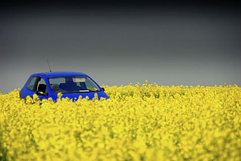 Sunny drive, covered, field, yellow, blue car, flowers HD wallpaper