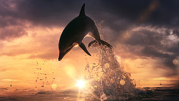 Dolphin jump, Ocean extravaganza, Acrobatic display, Captivating ry HD wallpaper