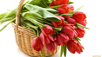 Plants, Flowers, Tulips HD wallpaper