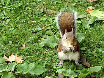 Autumn in London, Saint James Park, autumn, london, park, squirrel HD wallpaper