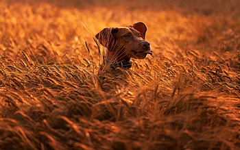 Funny Dog, dogs, puppies, cute, animals HD wallpaper