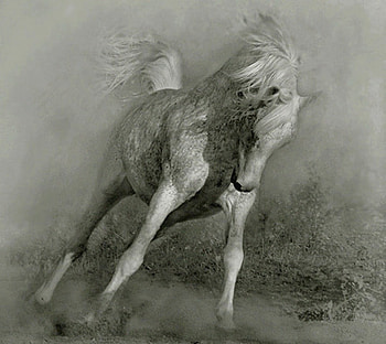 Arabian B&W, horse, stallion, animals, cavalo HD wallpaper