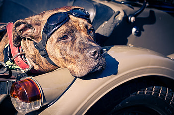 Animals, Dog, Sight, Opinion, Spectacles, Glasses, Amstaff HD wallpaper