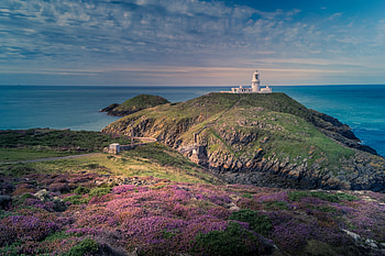 Nature, Flowers, Sea, Relief, Lighthouse HD wallpaper