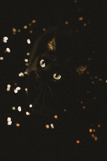 Animals, Cat, Pet, Sight, Opinion, Animal HD phone wallpaper