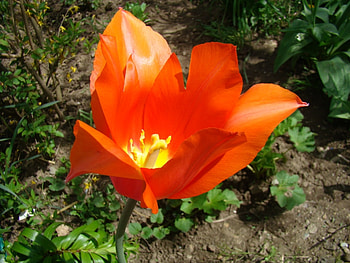 Plants, Flowers HD wallpaper