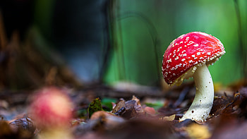 Amanita Mushroom In Blur Green Background Macro graphy graphy HD wallpaper