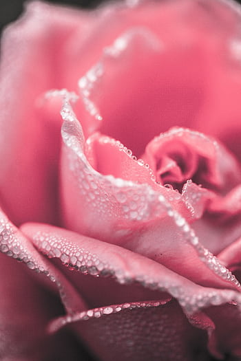 A delicate pink rose with morning dew captured in a stunning macro shot, showcasing nature's beauty. HD phone wallpaper