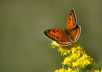 Beautiful butterfly, brown, butterfly, yellow, beautiful, flowers HD wallpaper