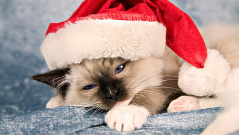 Grumpy Cat Christmas Hat HD wallpaper