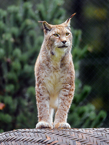 Animals, Iris, Predator, Big Cat, Sight, Opinion HD phone wallpaper