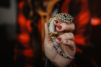 Animals, Hand, Stains, Spots, Lizard, Reptile HD wallpaper