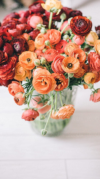 Ranunculus, Orange HD phone wallpaper
