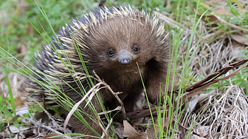 Curious echidna, Unique mammal, -worthy, Fascinating creatures HD wallpaper