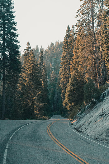 Nature, Trees, Road, Forest HD phone wallpaper