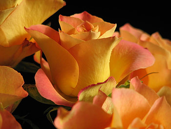 Rose, abstract, roses, flower HD wallpaper