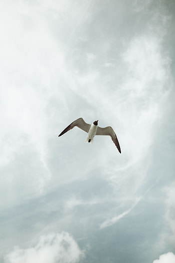 Animals, Sky, Bird, Height, Gull, Seagull, Fly, To Fly HD phone wallpaper