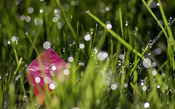 Grass, Drops, Macro, Sheet, Leaf HD wallpaper