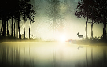 Deers HD wallpaper