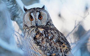 Owl, winter, bird, iarna, bufnita, nature, pasari HD wallpaper