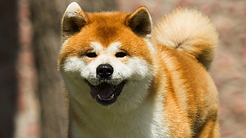 Japanese Akita dog, Breed information, Captivating , Unique characteristics HD wallpaper