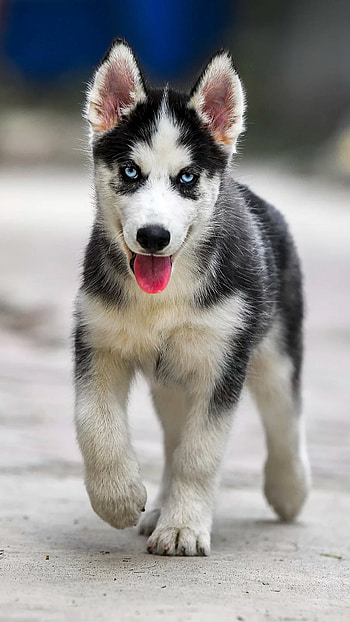 Husky, blue-eyes, animal, black-and-white, dog HD phone wallpaper