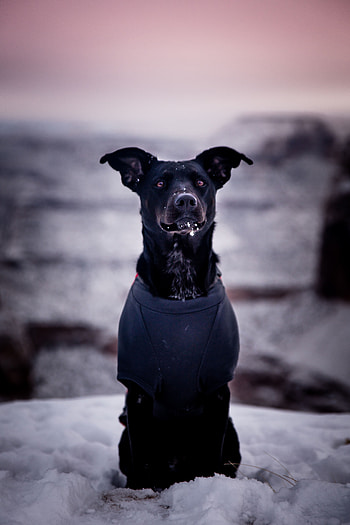 Animals, Snow, Dog, Blur, Smooth, Stroll HD phone wallpaper