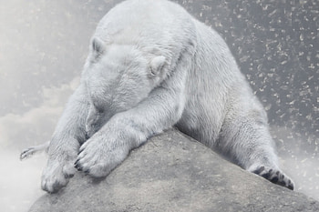 polar bear, winter, animal, bear, snow, polar HD wallpaper