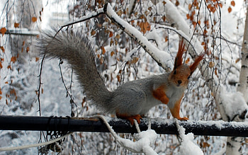 Animals, Squirrel HD wallpaper