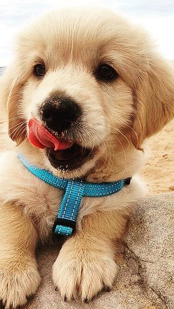 Cute Dog, Cute Puppy HD phone wallpaper