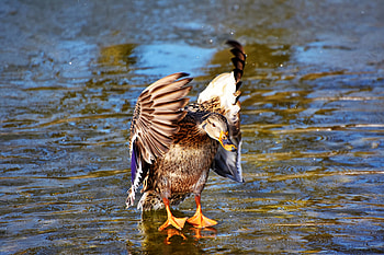 Mallard, duck, flight, wings HD wallpaper