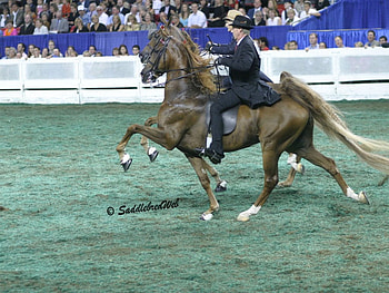 American Saddlebred, saddlebred, horse, animals, show horse HD wallpaper