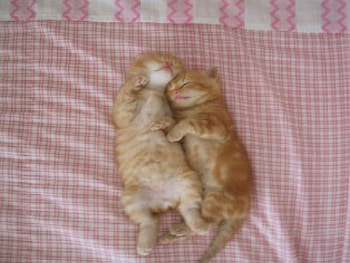 sweet dreams, sweet, dreams HD wallpaper